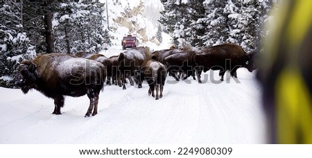 Yellowstone is a winter wonderland, to watch the wildlife and natural landscape. 
Yellowstone National Park, Wyoming and Montana. Northwest. Bison. Buffalo.