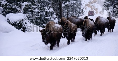 Yellowstone is a winter wonderland, to watch the wildlife and natural landscape. 
Yellowstone National Park, Wyoming and Montana. Northwest. Bison. Buffalo.