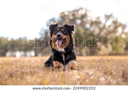 Australian Shepherd Tri Color Aussie outside at a park. Laying down in a field