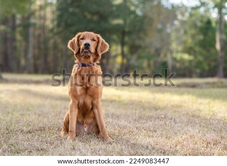 Young golden retriever playing outside. Dog sitting. Royalty-Free Stock Photo #2249083447