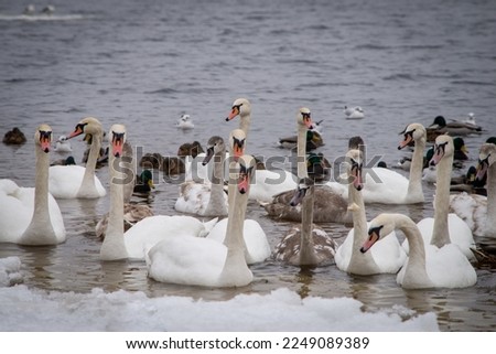 Swans, gulls and ducks eat food that people bring in the winter near the shore.