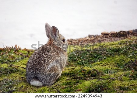 Yellowstone Snowshoe Hare in Winter 
Yellowstone is a winter wonderland, to watch the wildlife and natural landscape. 
Yellowstone National Park, Wyoming and Montana. Northwest. Snowshoe Hare. Cottont