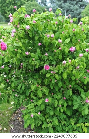 Pink double Gallica rose (Rosa) Duchesse de Buccleugh blooms in a garden in June