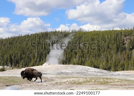 Old Faithful with Bison - Yellowstone National Park Royalty-Free Stock Photo #2249100177