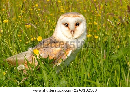 Barn Owl, beautiful white owl with heart shaped facial disc, facing front in a colourful, wildflower summer meadow with buttercups and clover.     Scientific name, Tyto alba.  Space for copy.  Royalty-Free Stock Photo #2249102383