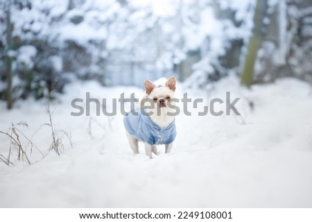 Portrait of a cute purebred chihuahua in winter. Chihuahua puppy. Dog in nature. Puppy in clothes.