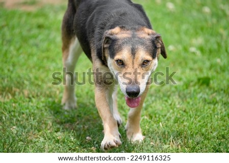 single dog playing outdoors on green grass 