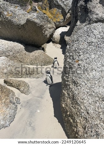 Boulder beach with penguin colony in South Africa
