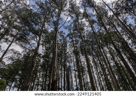 Tall dense tree in the forest.