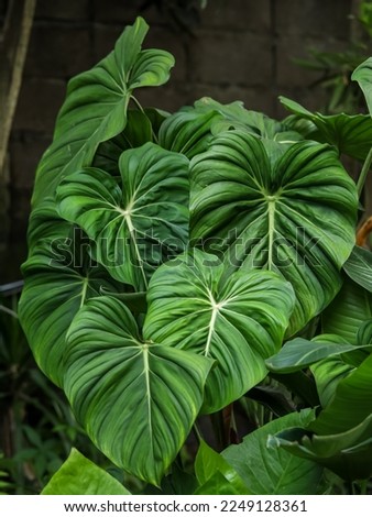 Philodendron gloriosum is a crawling, terrestrial plant, native to Colombia whose foliage is characterized by a cordate (heart-shaped) and velutinous surface, pink margins, and pale green, white veins