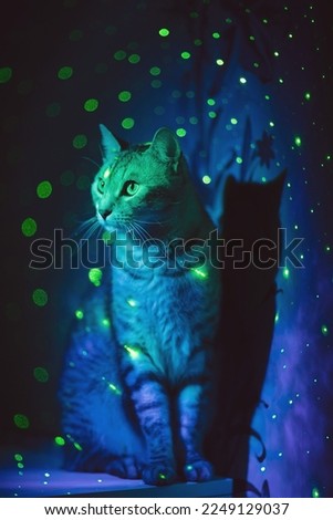 Sweet cat around stars in space. Cute cat over fireworks background. Portrait of funny cat with neon light. Cute Cat close up. Pet care. Concept of adorable little pets.