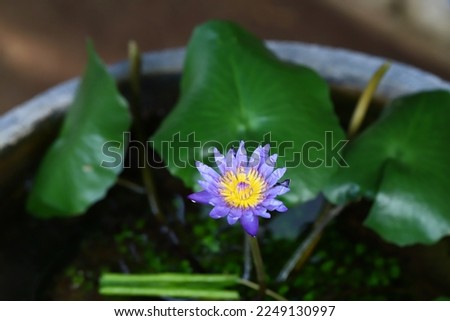 Blooming purple lotus flower on water pot with green leaves background
