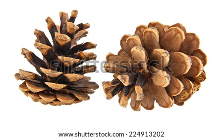 cones on a white background