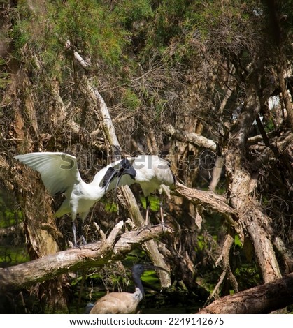 A large graceful sacred ibis Threskiornis aethiopicus, is standing on a paperbark branch feeding its young juvenile at the lakes at Dalyellup, Western Australia on a pleasant summer morning.