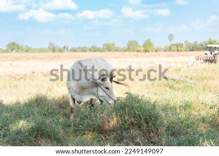 Cow eat grass under tree shadow on the background of sky.