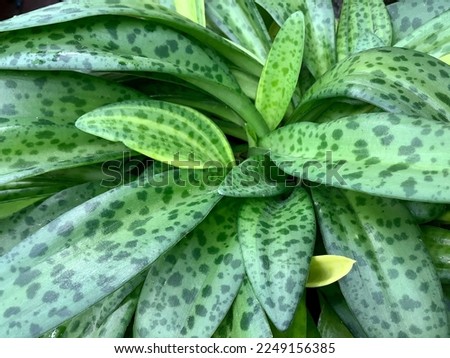 Close up picture of Ledebouria socialis, the silver squill, wood hyacinth, or leopard lily. Home Plant with tiger pattern on the leaves.