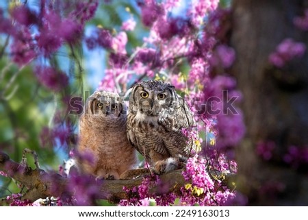 beautiful photo of a great horned owl in natural envionment
