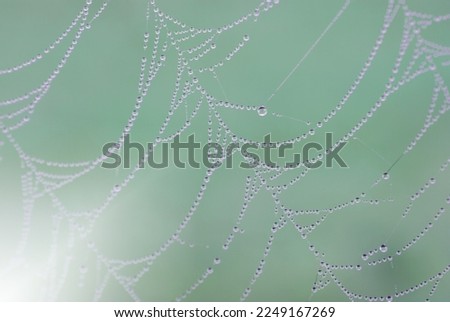 Spider webs, dew drops and sunlight on a cold morning.