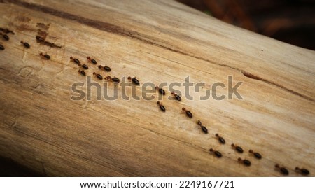 Picture of ants with a vignet effect lined up neatly while walking in a wood