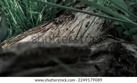 broken logs on the bank of the river. old logs that have fallen and overgrown with grass