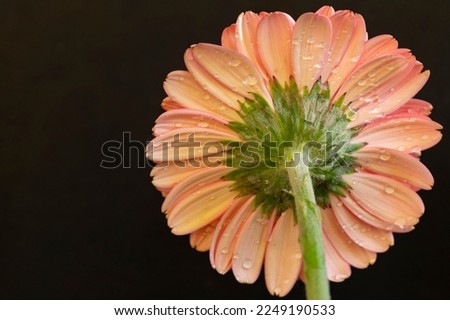 gerbera the beautiful colorful flower close up view in the sunshine