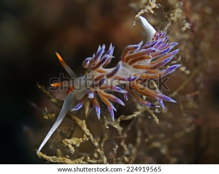 Cratena slug, Blau weiss rote Fadenschnecke (Cratena peregrina) 
