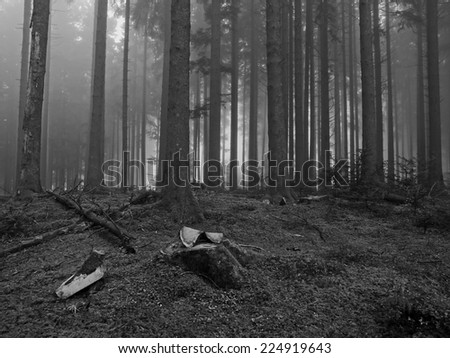 Autumnal fir tree forest, Herbstlicher Tannenwald