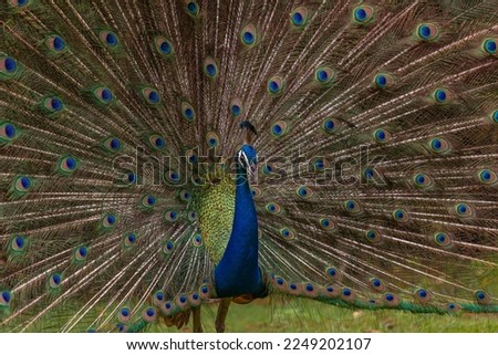 indian National Bird Peacock , Closeup , portraits , Beautiful Birds , Peacock Feathers, Vibrant Colours 