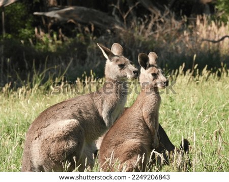 Nature photography, image of Kangaroo Couple