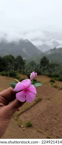 A Beautiful  Flower with the Mountain View