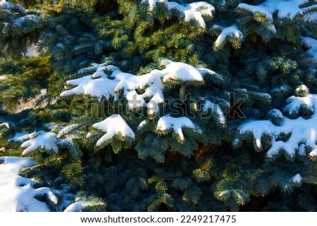 Christmas tree with snow on the background of the sky. Horizontal photo.