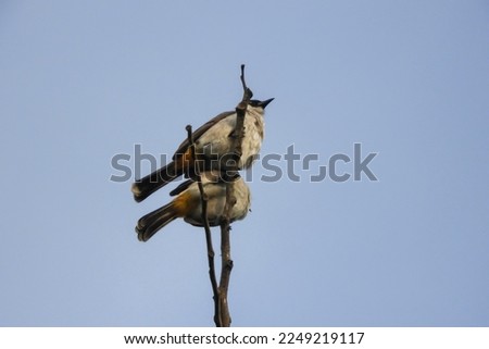 bird with isolated sky background