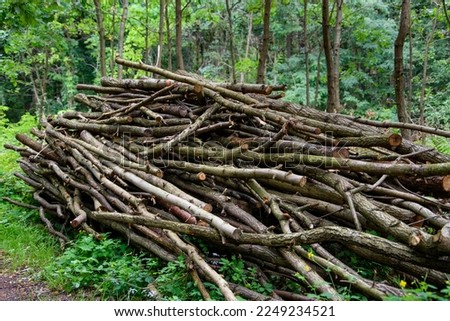 Firewood brushwood sticks collected in the forest stacked in a pile
