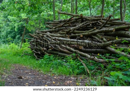 Brushwood collected in the forest small sticks as firewood to be used in the fireplace in winter Royalty-Free Stock Photo #2249236129