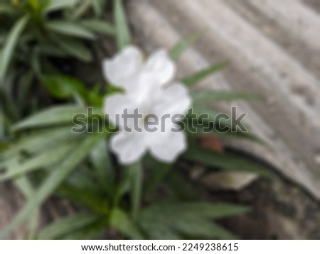a defocused abstract background of white ruellia flower