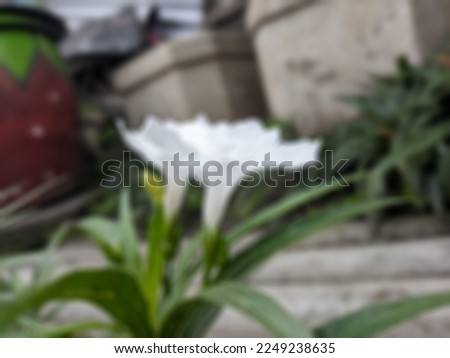 a defocused abstract background of white ruellia flower