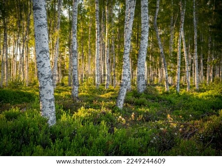 Birch forest in midsummer sunset Royalty-Free Stock Photo #2249244609