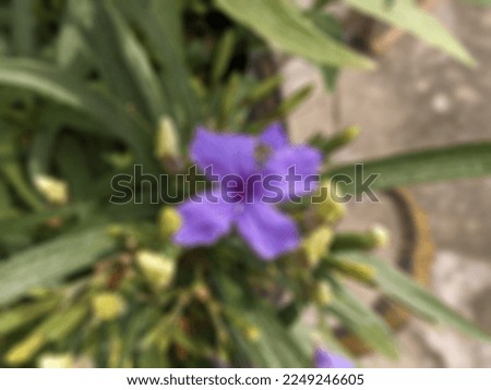 a defocused abstract background of purple ruellia tuberosa