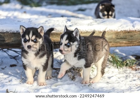  Siberian Husky puppies play winter. Caring  Royalty-Free Stock Photo #2249247469