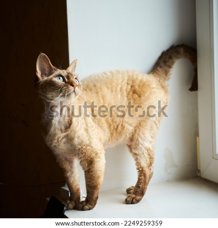A cat of the Devon Rex breed stands on the windowsill and looks up. Close-up portrait. Square image.