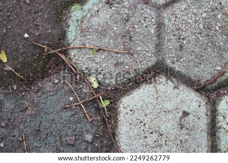 This image shows a pattern of hexagonal bricks with natural plants growing around them. The bricks are arranged in a repeating hexagonal pattern and are made of various shades of brown.