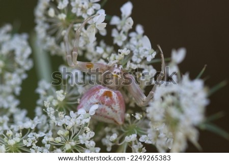 Wild pink and white spider waiting for the next pray