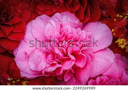 Camellia japonica red pink flowers, close up. Colorful Camellia japonica blossom texture- Spring nature background Royalty-Free Stock Photo #2249269989