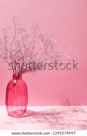 Branches of a dry fragile plant (gypsophila flowers) in a glass vase.  background with copy space, light and shadow. Image toned in color of the year 2023 Viva magenta. Royalty-Free Stock Photo #2249274997