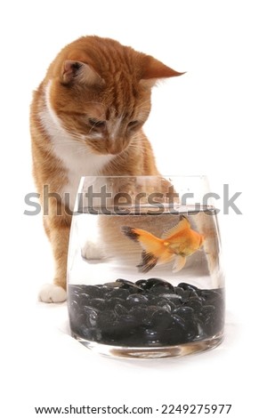 Ginger cat with goldfish in a bowl isolated on a white background