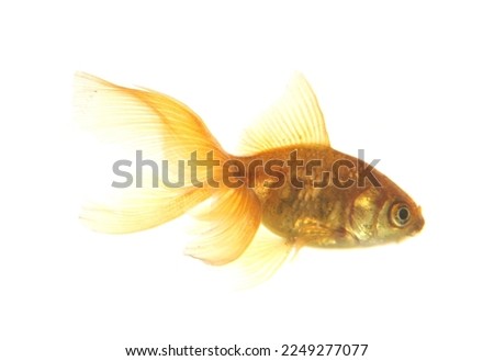 Goldfish cutout Carassius auratus auratus
