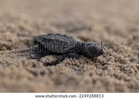 Baby turtles on a  beach during the sunset