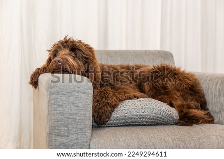 Golden brown labradoodle sleeping on sofa