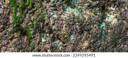Texture of gray grunge rock wall with wet green moss texture background
