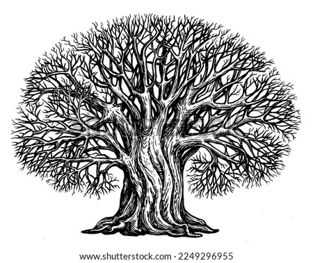 Branched tree without leaves, sketch. Large growing oak in vintage engraving style. Hand drawn vintage illustration